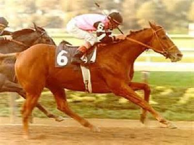 Affirmed - famous race horse - 1975-2001