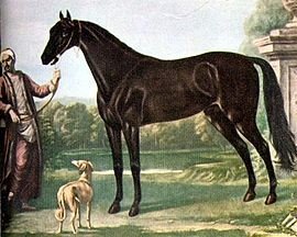 The Beyerley Turk - One of the three foundation horses of the throughbred