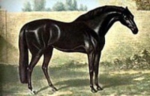 The Godolphin Arabian - One of the three foundation horses of the throughbred
