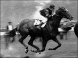 Horse Racing Betting - Man O War - one of the most famous race horses ever